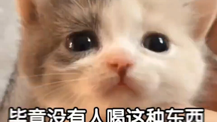 [KS Milk Cat Is No Trash] New Video Out Now—Follow for More!