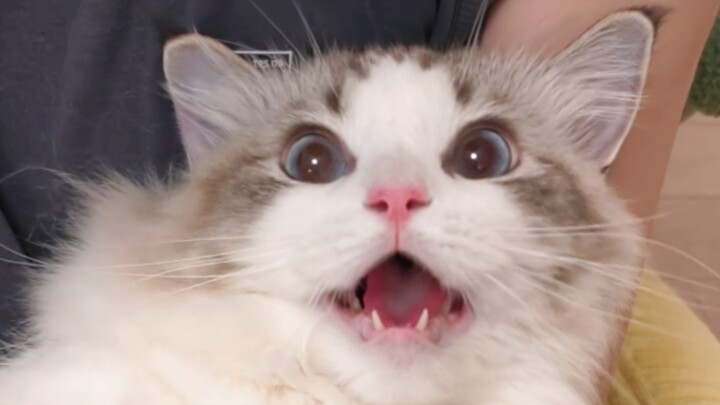 我爸哈我了！