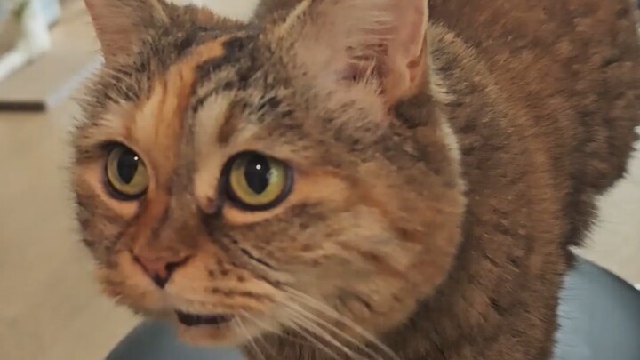 Nanjing cat, but doesn’t like Peking duck?
