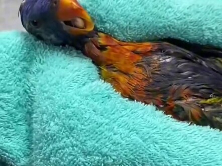A woman found a weak #RainbowLorikeet lying on the road. After bringing it home...