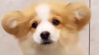 Just in case you haven't seen a long-haired corgi