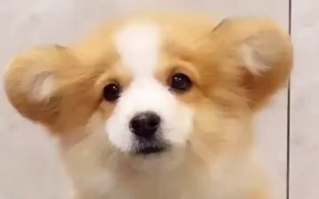Just in case you haven't seen a long-haired corgi