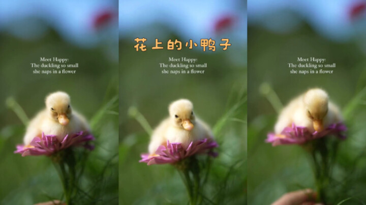 Bebek kecil yang lucu banget! 🐣