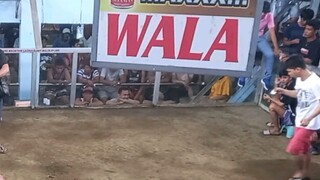 2X WINNER BULIK @NEW TALABA COCKPIT ARENA