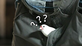 《动物迷惑行为大赏215》