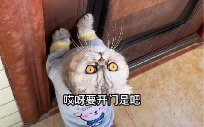 โกหกแม่ว่ามันเทศทั้งหมดถูกขโมยไป