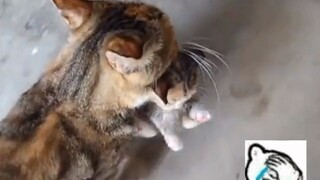 Kucing betina: Semua yang bisa kubawa adalah milikku