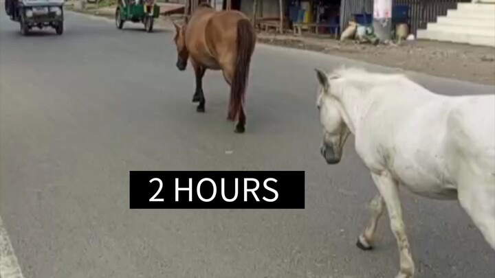 দুই ঘোড়ার পথচলা 🐎🐎 | জীবনের পথে থেমে যেও না | #Shorts #Shorts #Horse #Nature #Life #Motivation #B