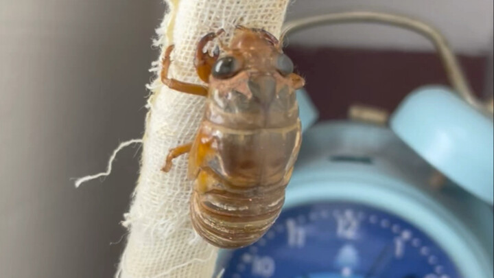 The Complete Emergence Process of a Male Black Cicada