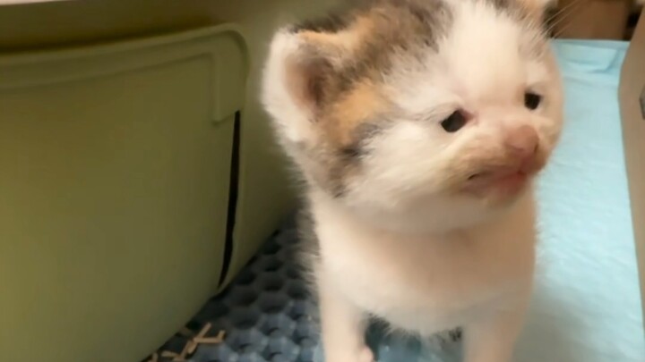 «المي الصغيرة الشريرة»