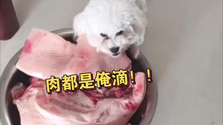 ⚡ Dude, are you seriously still confused about your place in this household??