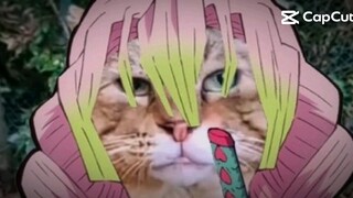 mèo mitsuri