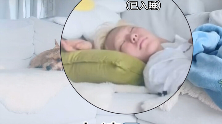 【Quyền Thuận Vinh HOSHI】Livestream một lần mà dỗ cả mình lẫn Latte, quả là “hổ tử”!