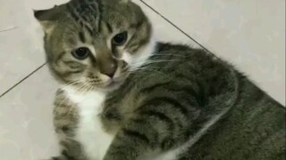 Kucing: Saya tidak akan berkata apa-apa lagi sampai pengacara saya datang.