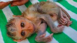 Extremely Adorable!! Wow, So handsome when Mom cleans & apply medical cream for tiny Luxy