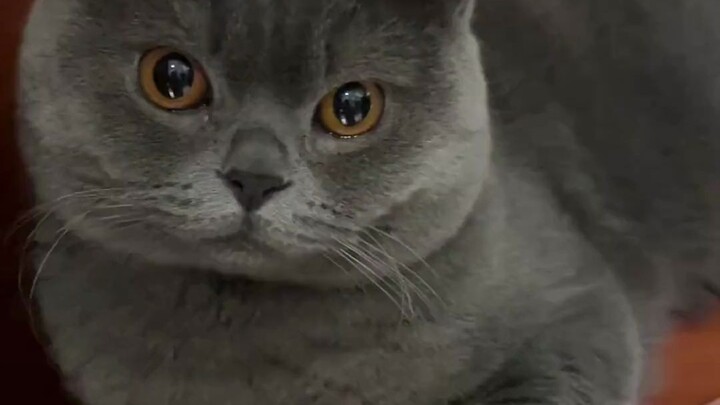 Setelah pulang dari kafe kucing, si kucing kecil jadi tidak mau mengenaliku lagi…