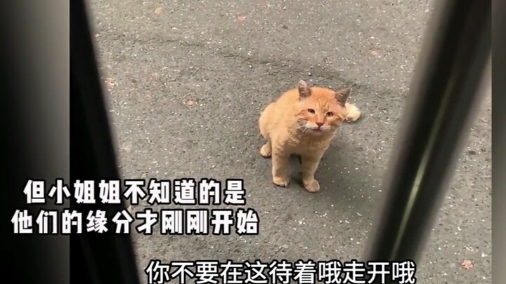 “Kucing kecil, aku juga ketemu dewa yang punya hati lembut!”