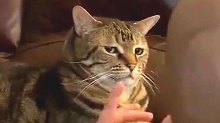 《Mặt đầy vẻ chán ghét》