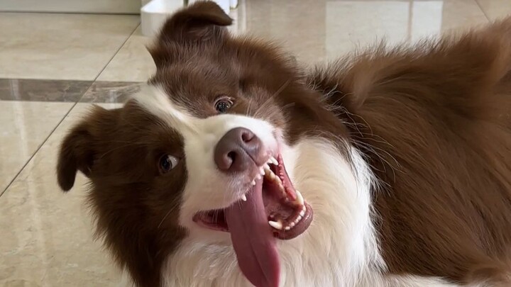 Carbon-based life is so bored it’s arm-wrestling a dog.