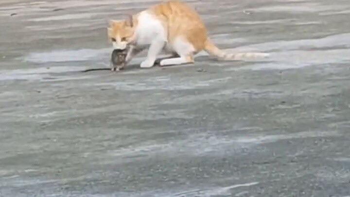 Cat: Mom, there’s no need for me to eat for lunch! Rat: Mom, there’s no need for me to eat for lunch