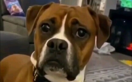 When You Let Out a Surprise Sound at Your Pet