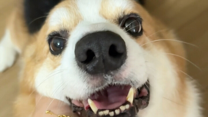 น้องหมาและแม่จะคอยเป็นห่วงกันและกันตลอดไป