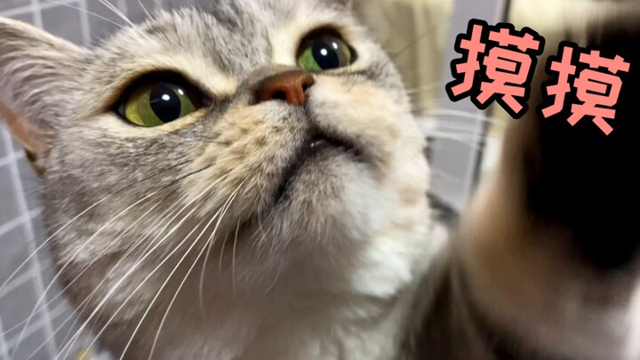 นี่ทนได้เหรอ?! เจ้าเหมียวตัวน้อย! งอแงขอให้ลูบหัว แถมยังมาดึงแขนฉันอีก!