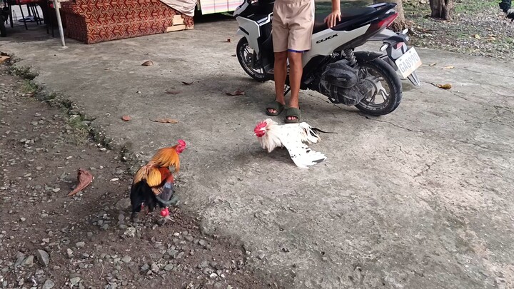 Navajero Gilmore VS Leiper Grey x Kelso Spar