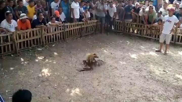 fiesta at brgy. daplian san fdo. masbate.