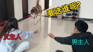ทั้งเจ้าบ้านและเจ้าบ้านอยากกอดฮัสกี้จะเลือกอะไร?