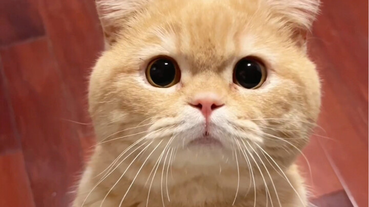 当我在小猫略略略的时候摸他小舌头👅……