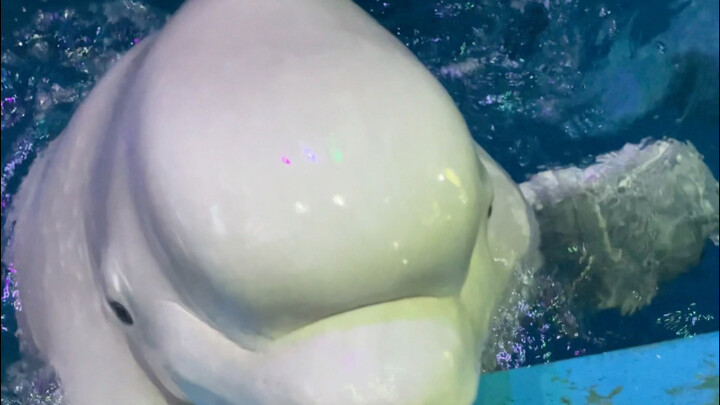 我提醒小黑好几遍了 小黑自己选错了又一顿喷我