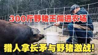 300斤野猪王闯进农场，猎人手拿长矛与野猪现场激战！