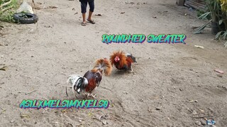 ASILXMELSIMXKELSO VS ROUNDHEAD SWEATER SPAR!!