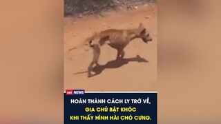 Hoàn thành cách ly trở về, gia chủ bật khóc khi thấy hình hài chó cưng netnews tiktoknews socialnews yeuchomeo