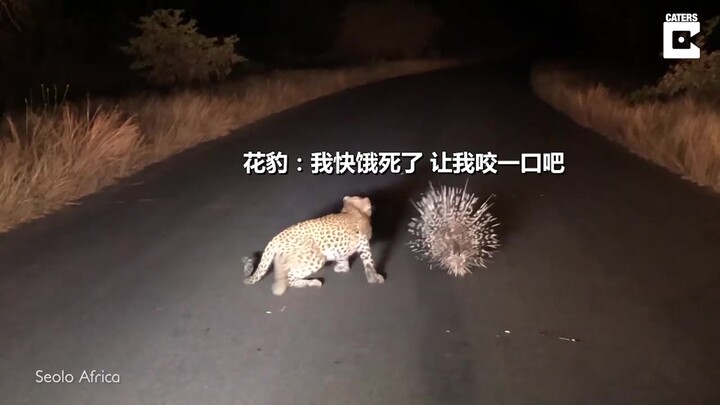 Macan tutul beradu dengan landak, sama sekali tak ada celah untuk menyerang...