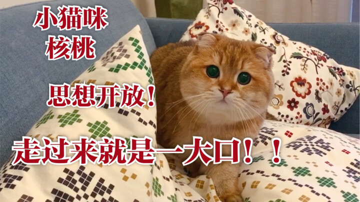 【จูบหนักของน้องแมว】หนุ่มหล่อถึงกับร้องไห้ คุณกล้าจูบฉันสักครั้งไหม?! วอลนัท: จูบคุณแล้วไง!