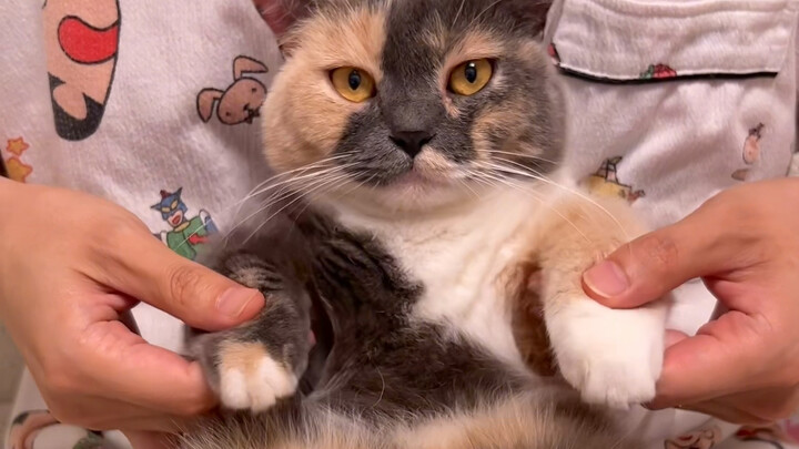 Try to see if your cat can do popping!