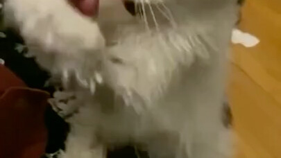 At the ripe old age of 29, cat Margo is still a sweet, cuddly little cutie who loves to be petted!