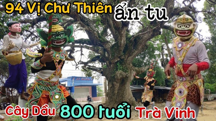 Chuyện 94 vị chư thiên ẩn tu trên "Cây Dầu Dù" 800 tuổi mọc ngược ở Trà Vinh