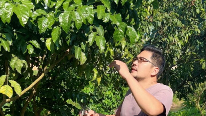 Method for Propagating Yellow Skin Fruit Trees by Cuttings