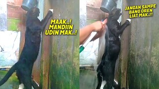 NGAKAK BANGET..! Mau Main, Si Kucing Minta Dimandiin Emak Biar Bersih ~ Kucing Lucu Ngakak