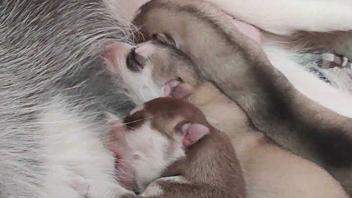 Husky puppies!