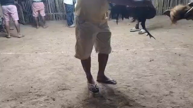 Tornado hma breed  pure hindi natubuan ng buntot win at dumaran derby