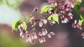 [Movie&TV]Scenery Shots - Blooming