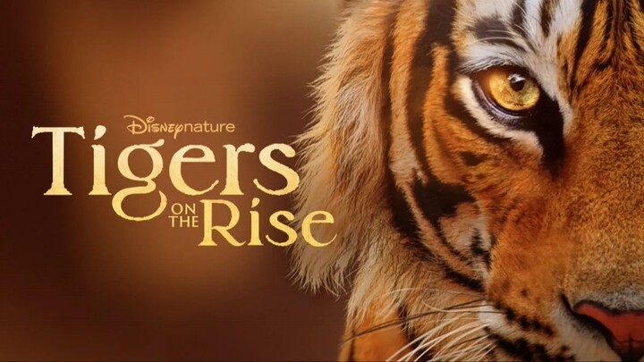 Tigers on the Rise (2024)