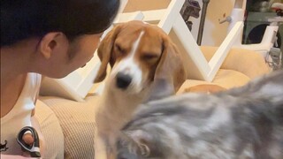 Dasar brengsek, lihat kucing jelek yang kamu didik!!