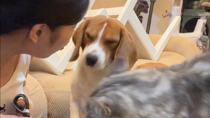 臭比格，看你教出的烂猫猫！！