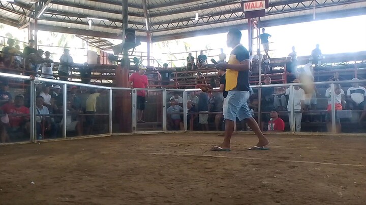 mahiwaga Ang sabong.