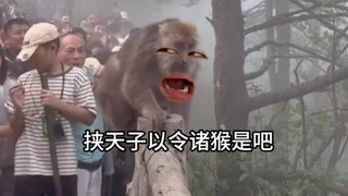 《我将放弃竞选猴王》